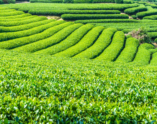 Tea Plantation